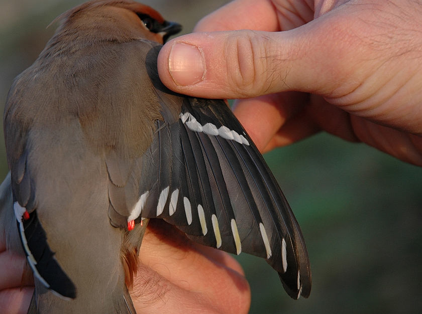 Bohemian Waxwing, Sundre 20060503